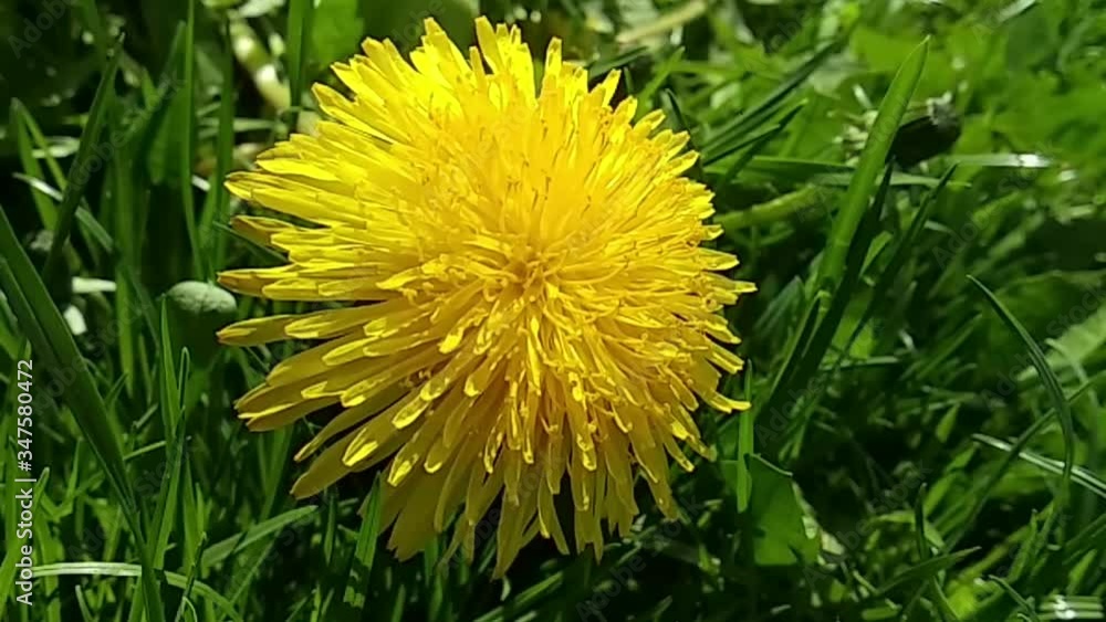 Flight of the camera over a bright yellow dandelion. Yellow dandelion in grass greens. Spring greens of the park.