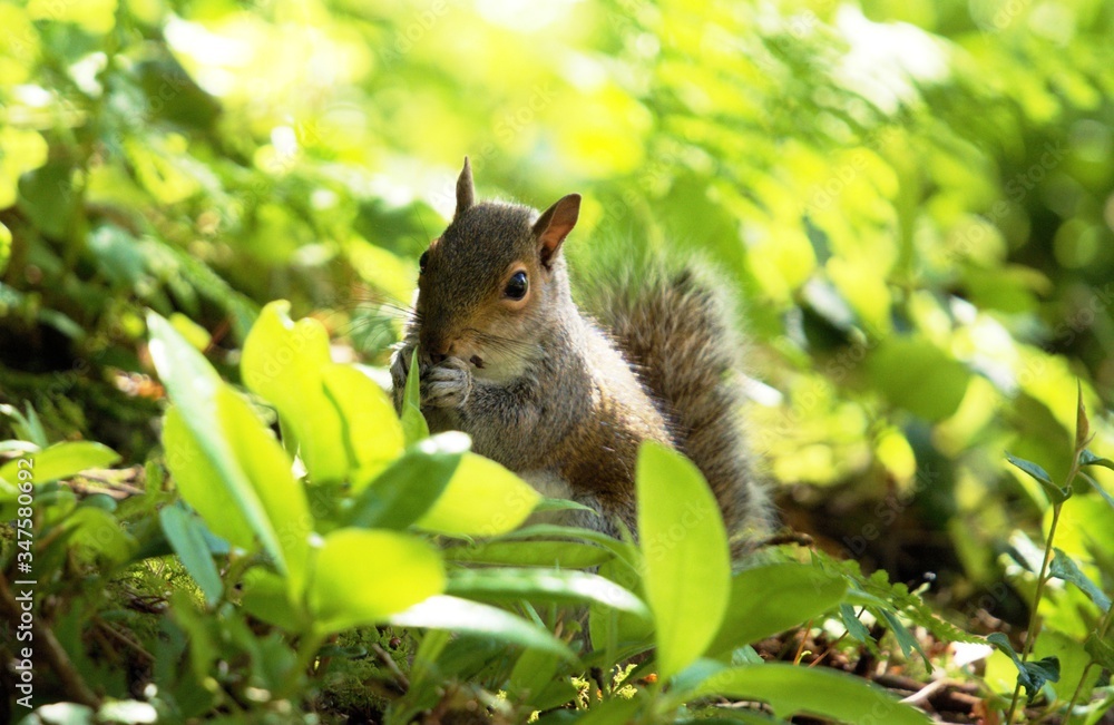 squirrel in the grass