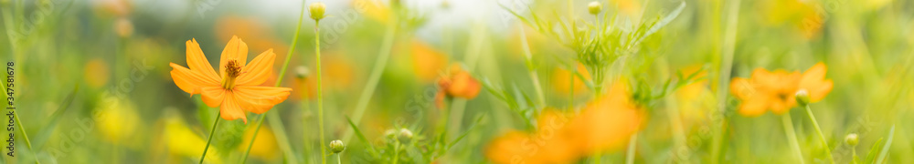 Close up nature beautiful orange Cosmos flower on blurred greenery background under sunlight with bokeh and copy space using as background natural plants landscape, ecology cover page concept. Close up nature beautiful orange Cosmos flower on blurred greenery background under sunlight with bokeh and copy space using as background natural plants landscape, ecology cover page concept.
