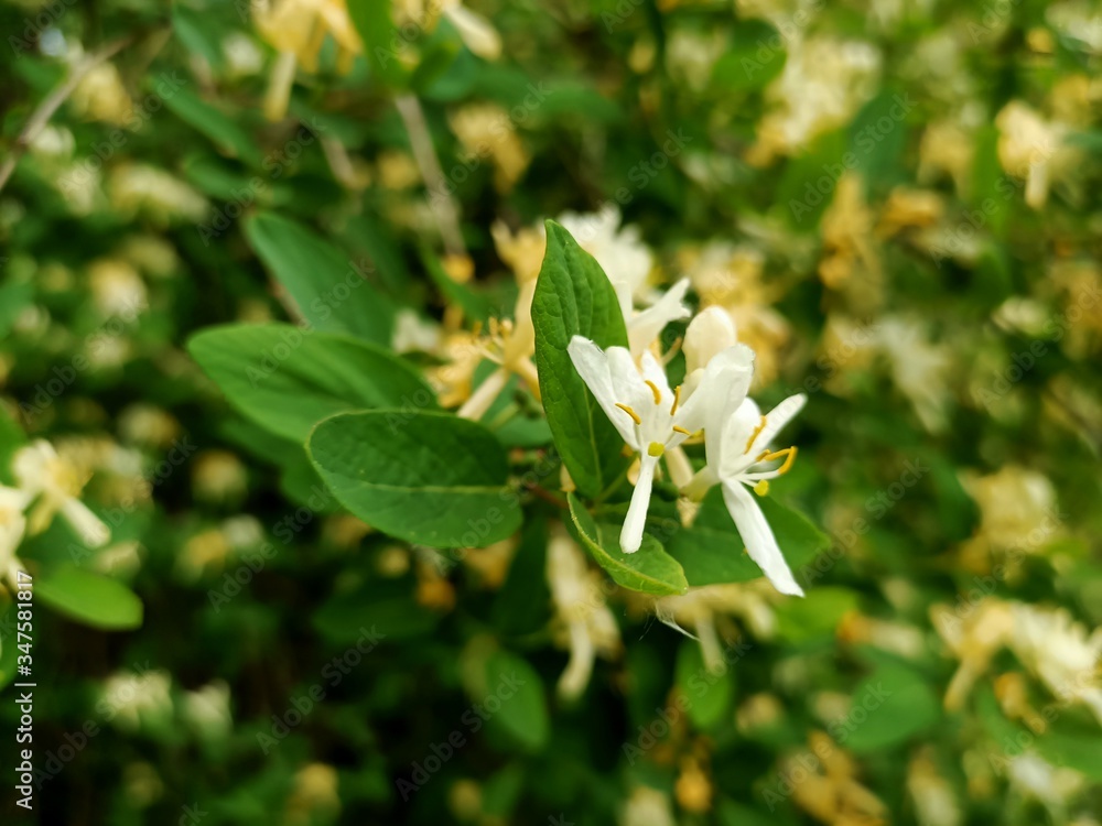 Beautiful living nature as a symbol of the beginning of summer Beautiful living nature as a symbol of the beginning of summer