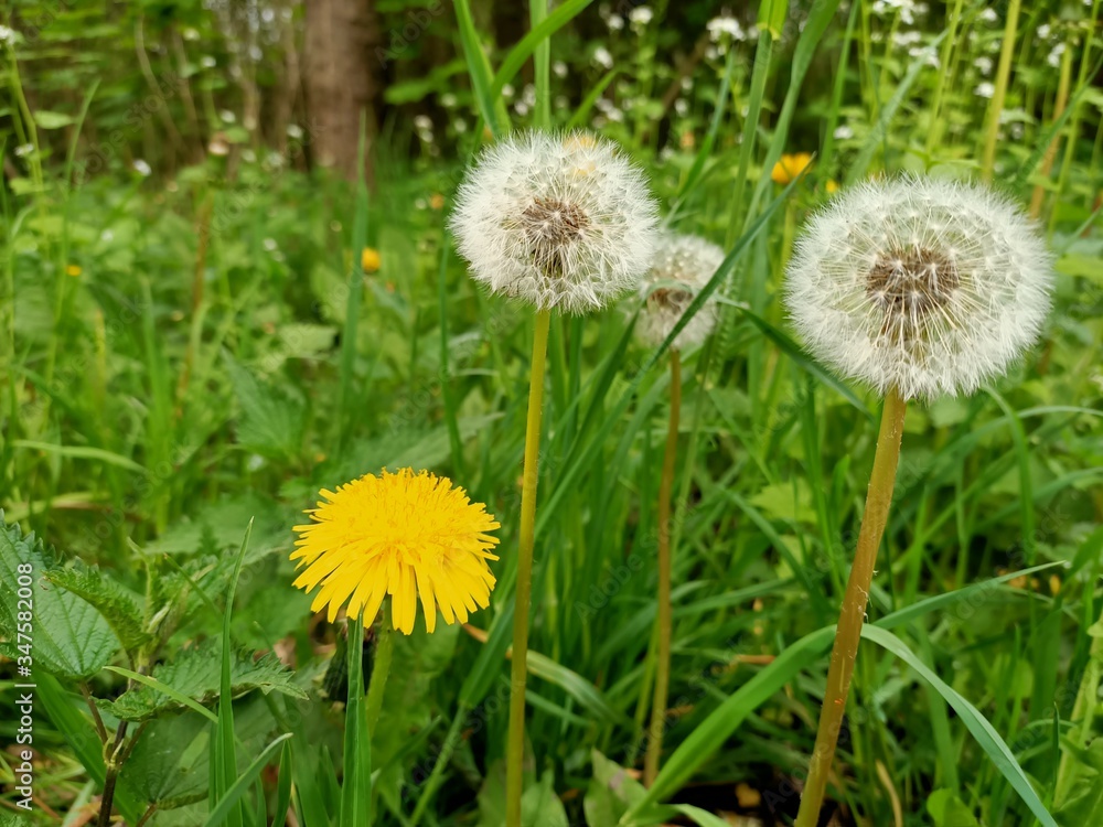Beautiful living nature as a symbol of the beginning of summer Beautiful living nature as a symbol of the beginning of summer