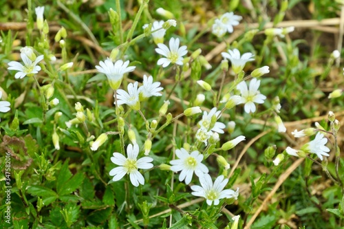 White flowers in the wood - Cerastium arvense