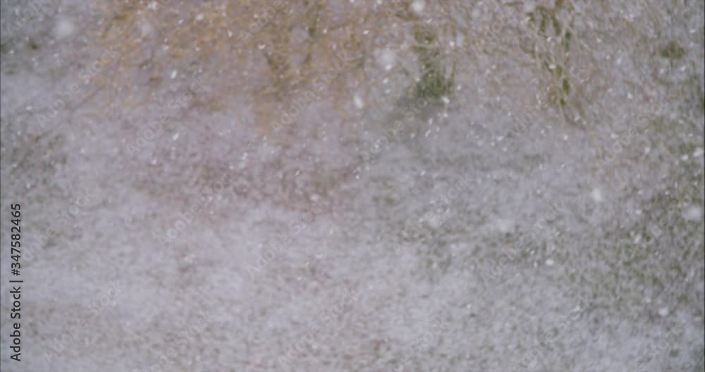 Close up view of falling snow on a winter nature background. Shallow DOF Close up view of falling snow on a winter nature background. Shallow DOF