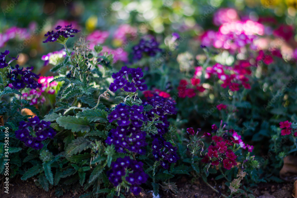 Obraz premium Colorful flowers of botanical garden and rose garden of Ooty Tamilnadu India 