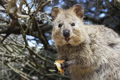 Feeding quokka