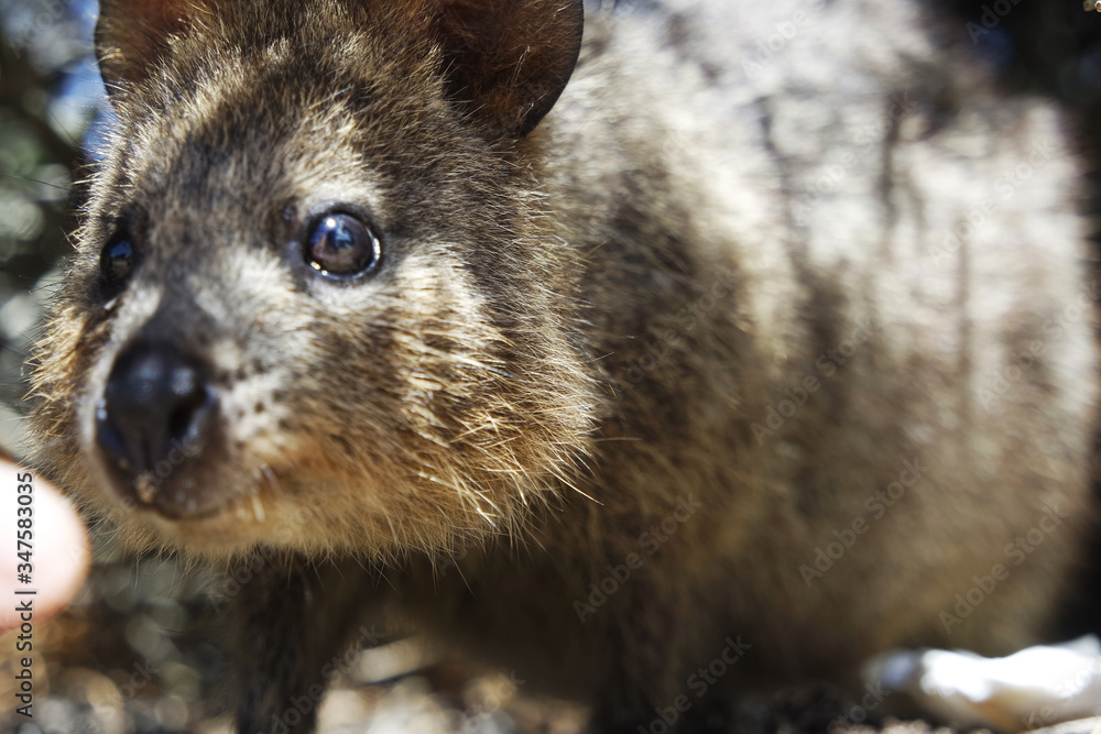 Wild quokka Wild quokka