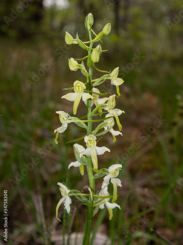 Orchideen aus Mainfranken
Platanthera bifolia
Grünliche Waldhyazinthe photo