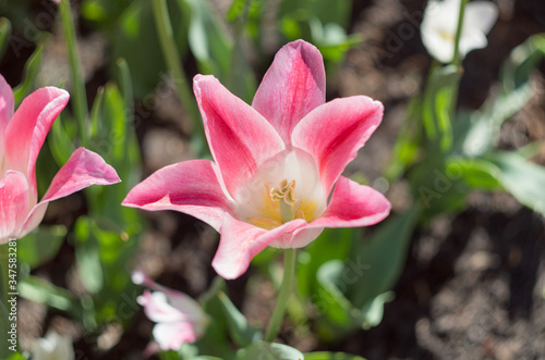 Blossoming tulips garden
