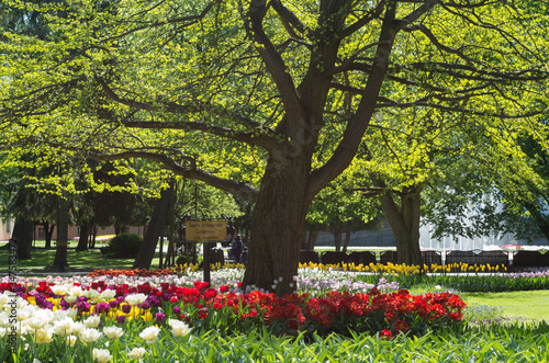 Blossoming tulips garden