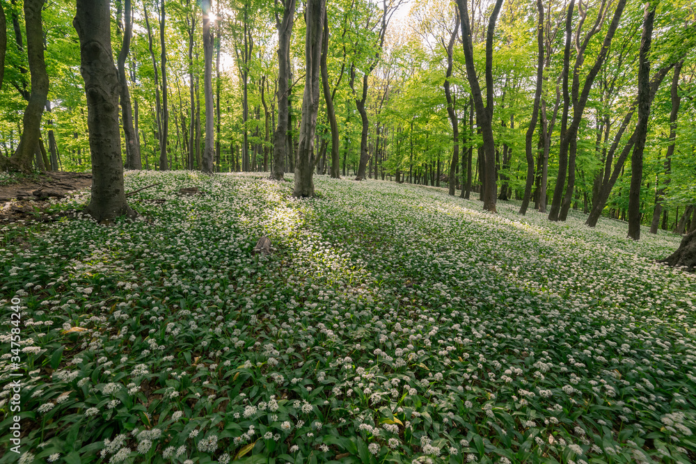 Sunlight penetrates the spring forest, which is full of flowering bear garlic among the trees. Sunlight penetrates the spring forest, which is full of flowering bear garlic among the trees.