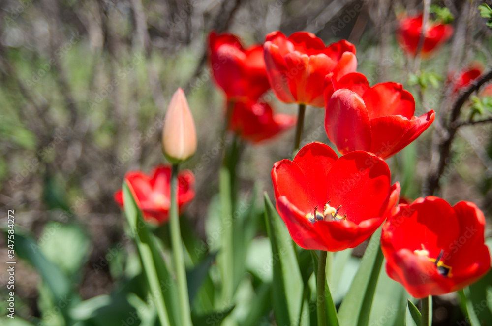 Red tulips against green foliage background. Red tulips against green foliage background.
