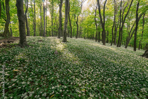 Sunlight penetrates the spring forest, which is full of flowering bear garlic among the trees. © majochudy