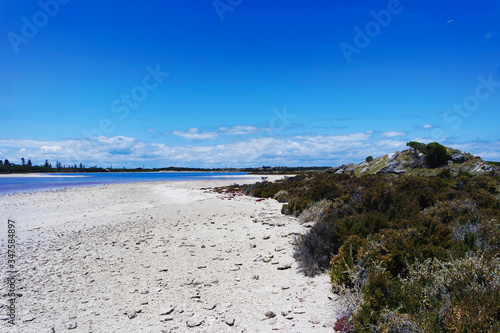 Shrubbery along the beach