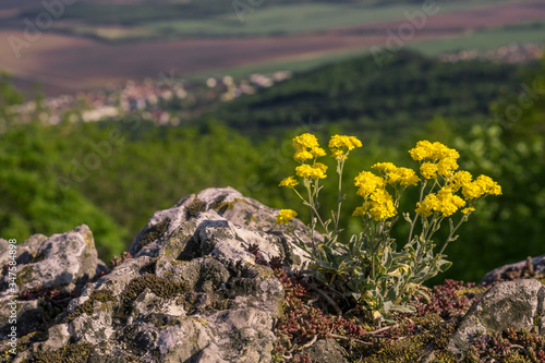 In spring, yellow flowers grow on the rocks in a natural setting in the national park, in the background is a blurred view of the landscape.