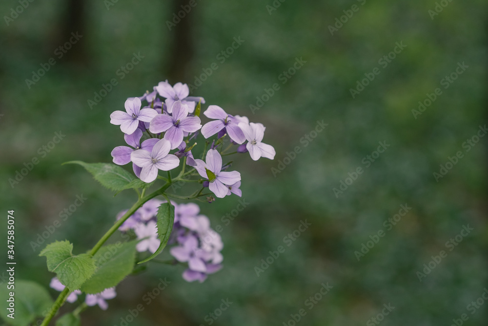 purple flower in the wild in the forest with blurred background. purple flower in the wild in the forest with blurred background.