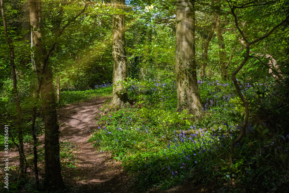 Naklejka premium Fairy Glen Footpaths and Bluebells at PercetonIrvine Scotland
