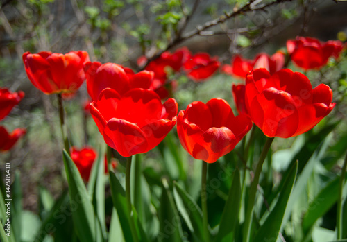 BeRed tulips on white background.