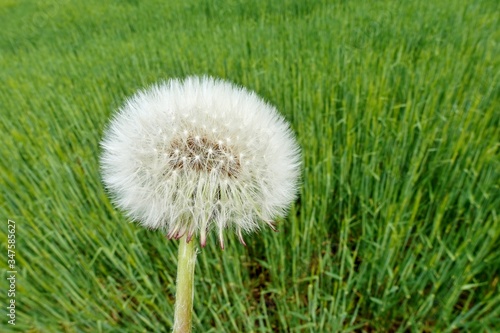 L  wenzahnsamen im Feld