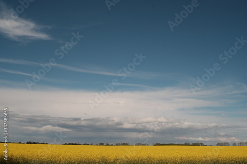 yellow field and blue sky photo