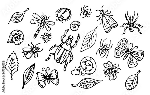 insects and leaves set, outline collection of bugs, snails and leaves, black line art isolated on white background