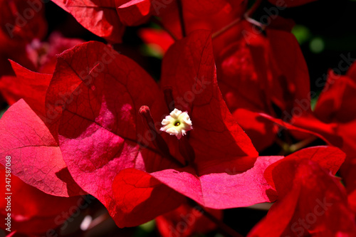 A closeup of freshly blossomed bougainvillea flowers