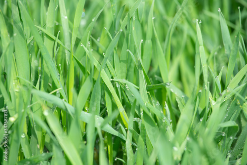 dense green grass, with dewdrops on the tips of the leaves. Selective focus
