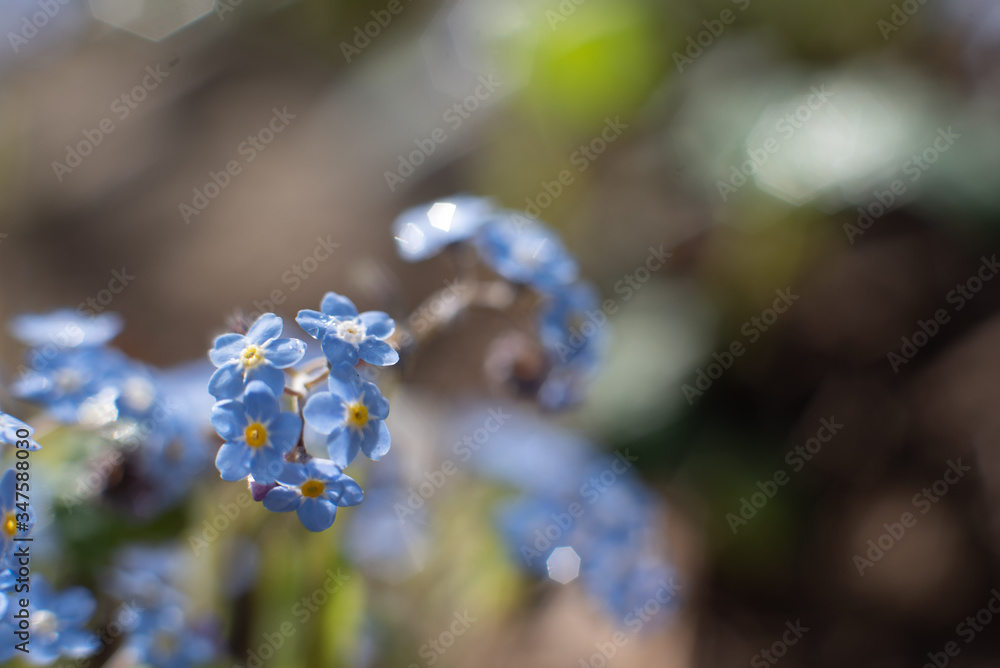 Spring blue flowers, forget me not, romantic pastel photography, selective focus, blurry background and bokeh Spring blue flowers, forget me not, romantic pastel photography, selective focus, blurry background and bokeh