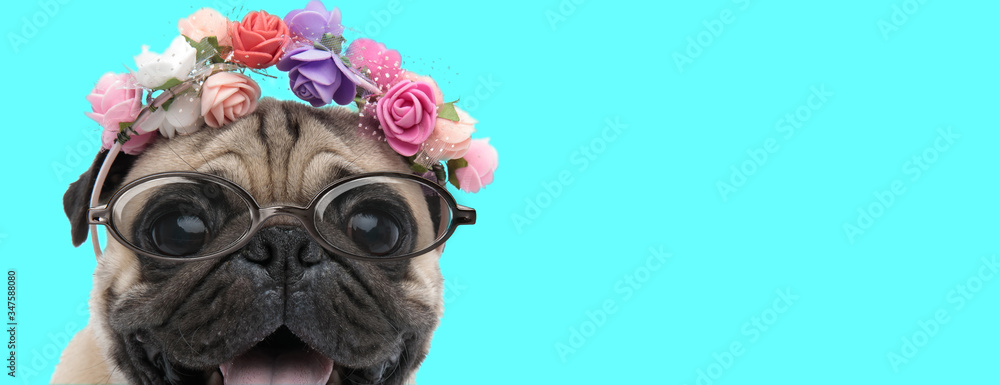 cute happy Pug dog wearing a headband with flowers cute happy Pug dog wearing a headband with flowers