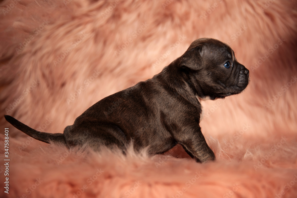 Obraz premium side view of cute american bully looking to side