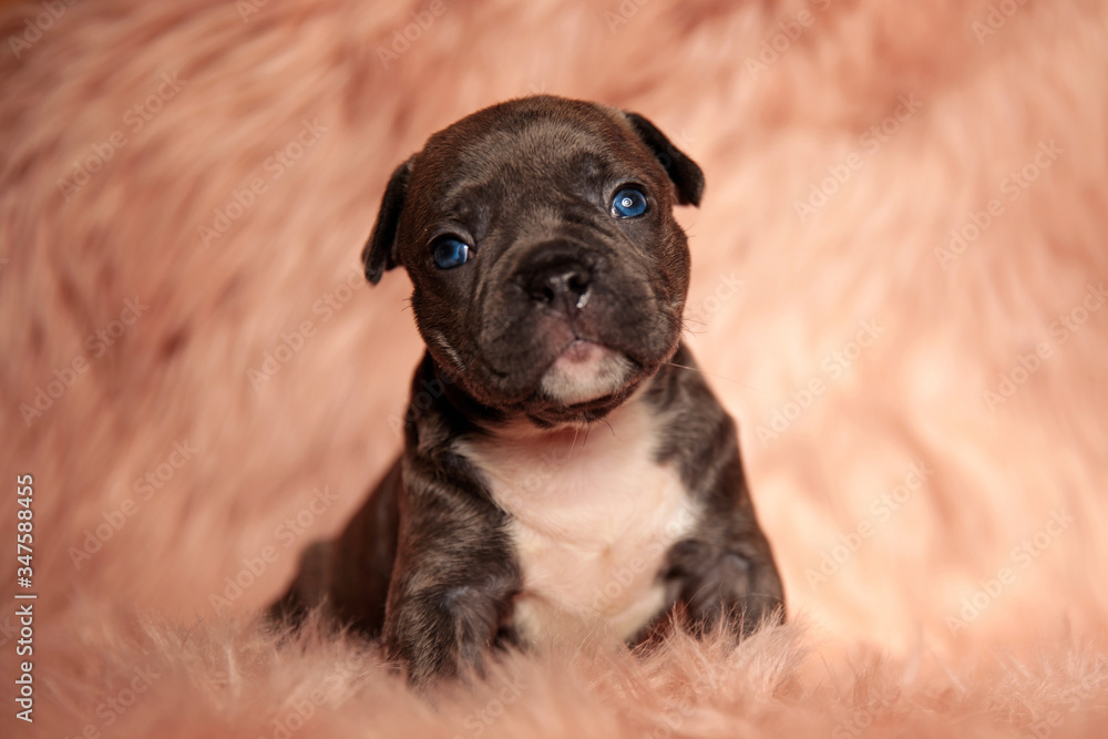Naklejka premium cute american bully looking up