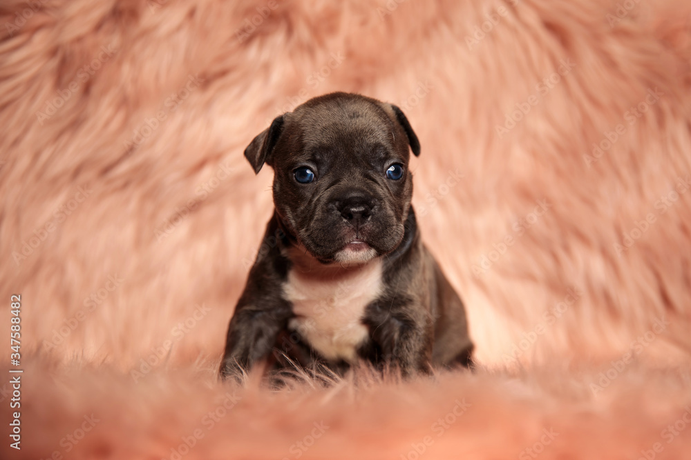 Obraz premium adorable little american bully sitting on pink fur background