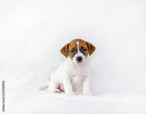 puppy male jack russell terrier sits and listens to the team. White background. Preparation for the exhibition. Horizontal format