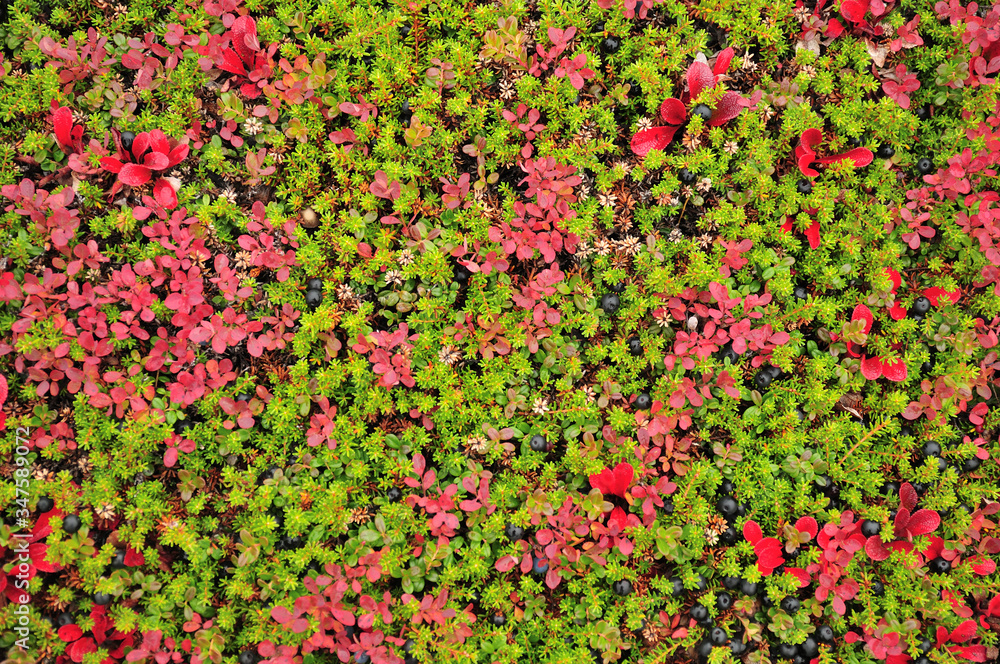 crowberry growing on the tundra crowberry growing on the tundra