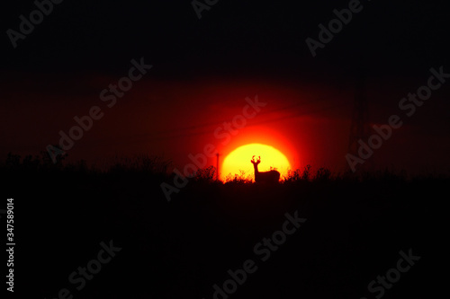 whitetail deer silhouetted in the setting sun.