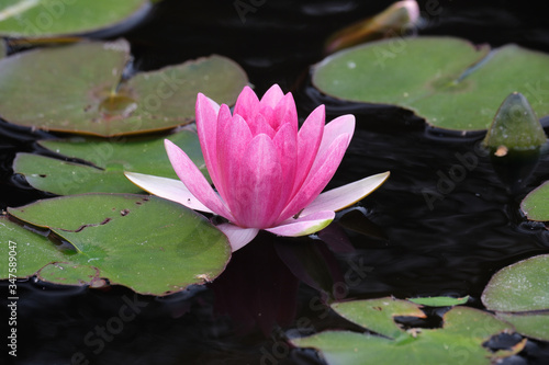 Beautiful pink water lillies in a small pond