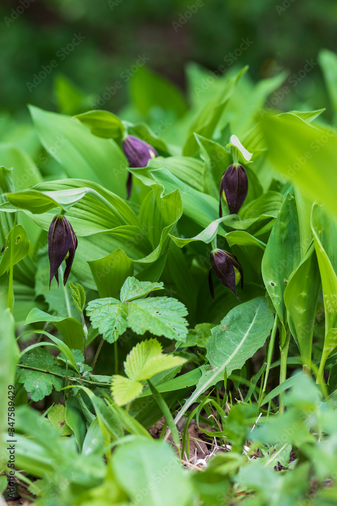 Cypripedium calceolus - Slipper Slipper - beautiful yellow flower in cabbage grass. Cypripedium calceolus - Slipper Slipper - beautiful yellow flower in cabbage grass.