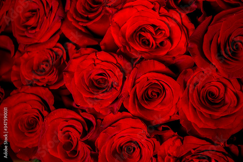 bouquet of red roses, red roses background, bunch of roses