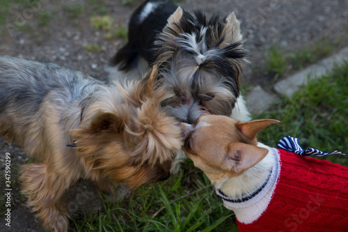 Three dogs for a walk. Chihuahua dog in a red sweater and two yokshire terrier dogs. photo