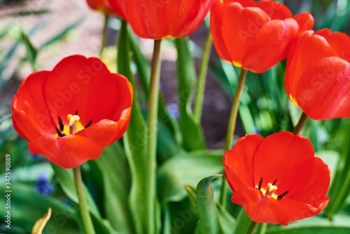 Red fresh tulips blooming in the garden  closeup. Spring and summer concept