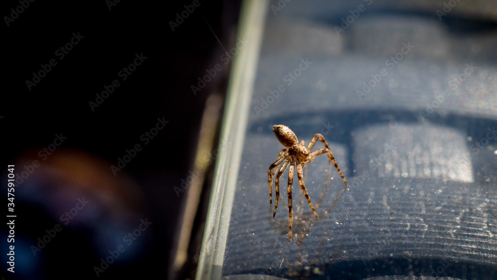 small brown spider with eight fragile legs is shooting a thin thread into the air, macro photography small brown spider with eight fragile legs is shooting a thin thread into the air, macro photography