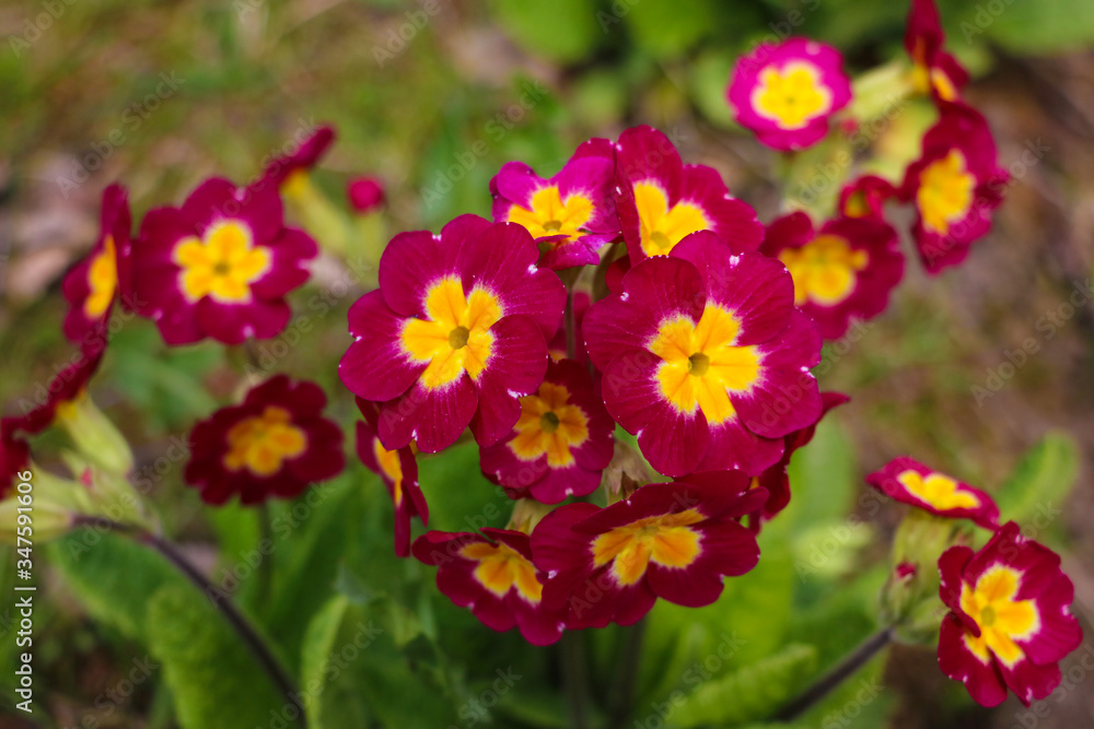 Primrose or primula vulgaris flowers in flower bed at spring, selective focus. Primrose or primula vulgaris flowers in flower bed at spring, selective focus.