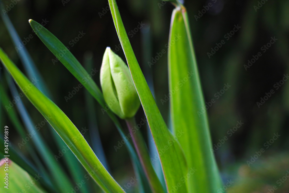 Green leaves and non-blooming tulip bud in a garden or park. Selective focus. Green leaves and non-blooming tulip bud in a garden or park. Selective focus.