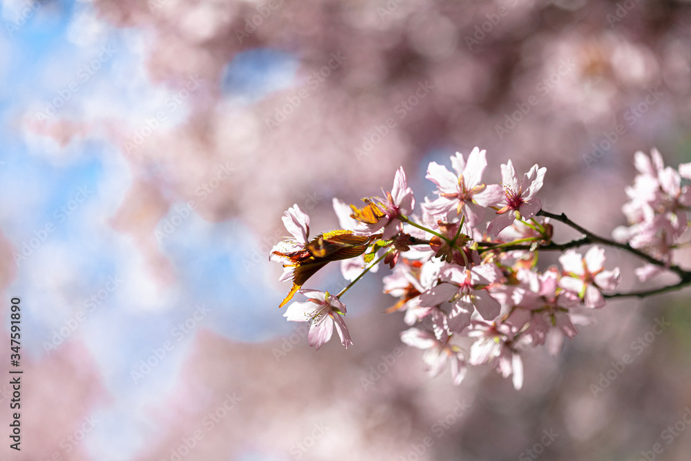 Branches of blooming sarura, photo with soft focus on a background of gentle blue sky and greenery.
Beautiful pink and blue background for text.
Floral nature spring abstract background.
Delicate pink Branches of blooming sarura, photo with soft focus on a background of gentle blue sky and greenery.
Beautiful pink and blue background for text.
Floral nature spring abstract background.
Delicate pink