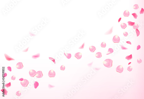 Pink rose petals is flying in the air with flares