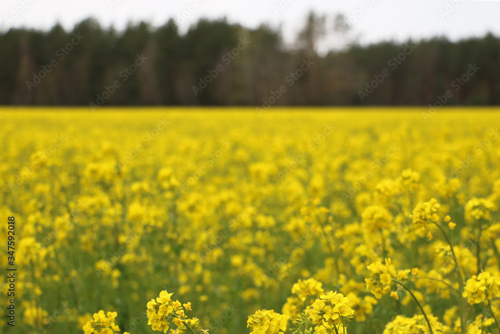 Yellow rape, rapeseed or canola field. Rapeseed field, Blooming canola flowers close up. Bright Yellow rapeseed oil. Flowering rapeseed.