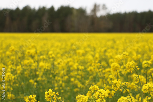 Yellow rape, rapeseed or canola field. Rapeseed field, Blooming canola flowers close up. Bright Yellow rapeseed oil. Flowering rapeseed. © Dzmitry