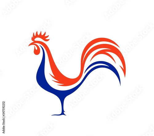 Fotografia French rooster. Isolated rooster on white background