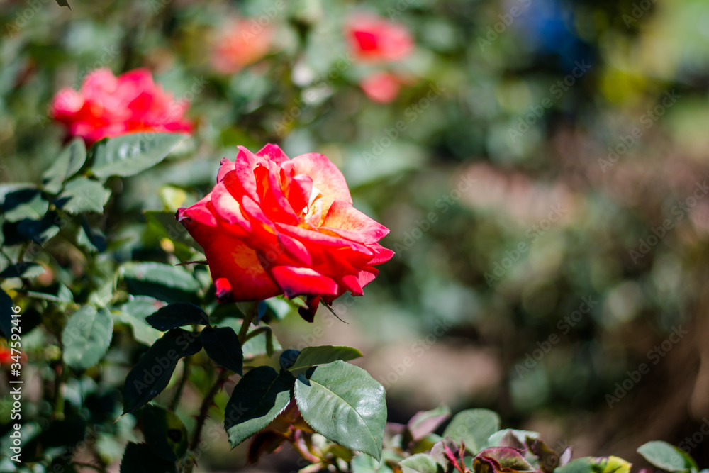 Colorful rose of botanical garden and rose garden of Ooty Tamilnadu
Colorful rose of botanical garden and rose garden of Ooty Tamilnadu