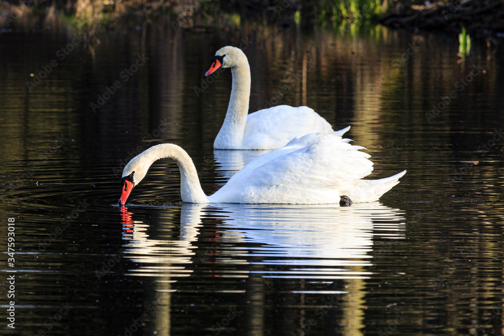 Fototapeta premium two swans swimming at sunrise at skylakes Plothen, Germany