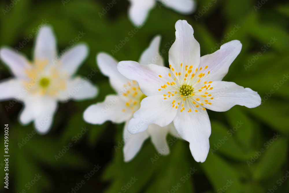 First windflowers growing in the forest, selective focus. First windflowers growing in the forest, selective focus.